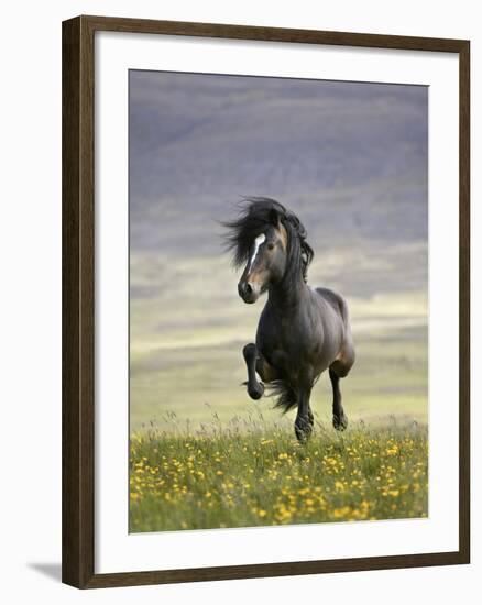 Icelandic Pony-Arctic-Images-Framed Photographic Print