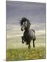 Icelandic Pony-Arctic-Images-Mounted Photographic Print