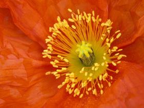 Icelandic Poppy Detail, Cannon Beach, Oregon, USA-Jamie & Judy Wild-Stretched Canvas