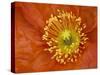 Icelandic Poppy Detail, Cannon Beach, Oregon, USA-Jamie & Judy Wild-Stretched Canvas