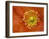 Icelandic Poppy Detail, Cannon Beach, Oregon, USA-Jamie & Judy Wild-Framed Premium Photographic Print