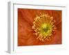 Icelandic Poppy Detail, Cannon Beach, Oregon, USA-Jamie & Judy Wild-Framed Premium Photographic Print