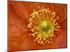 Icelandic Poppy Detail, Cannon Beach, Oregon, USA-Jamie & Judy Wild-Mounted Premium Photographic Print