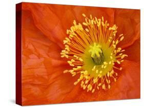 Icelandic Poppy Detail, Cannon Beach, Oregon, USA-Jamie & Judy Wild-Stretched Canvas