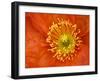 Icelandic Poppy Detail, Cannon Beach, Oregon, USA-Jamie & Judy Wild-Framed Premium Photographic Print