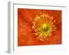 Icelandic Poppy Detail, Cannon Beach, Oregon, USA-Jamie & Judy Wild-Framed Premium Photographic Print