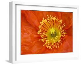 Icelandic Poppy Detail, Cannon Beach, Oregon, USA-Jamie & Judy Wild-Framed Premium Photographic Print