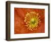 Icelandic Poppy Detail, Cannon Beach, Oregon, USA-Jamie & Judy Wild-Framed Photographic Print