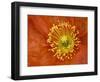 Icelandic Poppy Detail, Cannon Beach, Oregon, USA-Jamie & Judy Wild-Framed Photographic Print