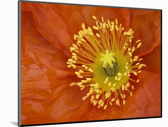 Icelandic Poppy Detail, Cannon Beach, Oregon, USA-Jamie & Judy Wild-Mounted Photographic Print