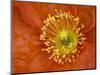 Icelandic Poppy Detail, Cannon Beach, Oregon, USA-Jamie & Judy Wild-Mounted Photographic Print