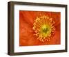 Icelandic Poppy Detail, Cannon Beach, Oregon, USA-Jamie & Judy Wild-Framed Photographic Print