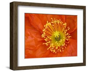 Icelandic Poppy Detail, Cannon Beach, Oregon, USA-Jamie & Judy Wild-Framed Photographic Print