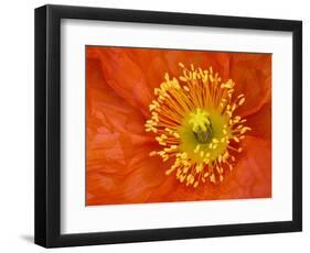 Icelandic Poppy Detail, Cannon Beach, Oregon, USA-Jamie & Judy Wild-Framed Photographic Print