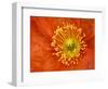 Icelandic Poppy Detail, Cannon Beach, Oregon, USA-Jamie & Judy Wild-Framed Photographic Print