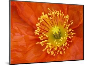 Icelandic Poppy Detail, Cannon Beach, Oregon, USA-Jamie & Judy Wild-Mounted Photographic Print