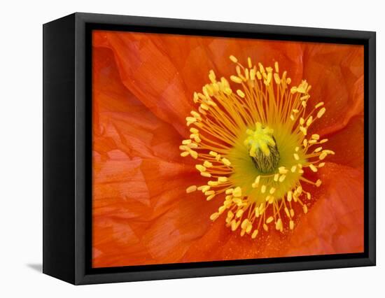 Icelandic Poppy Detail, Cannon Beach, Oregon, USA-Jamie & Judy Wild-Framed Stretched Canvas