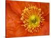 Icelandic Poppy Detail, Cannon Beach, Oregon, USA-Jamie & Judy Wild-Stretched Canvas