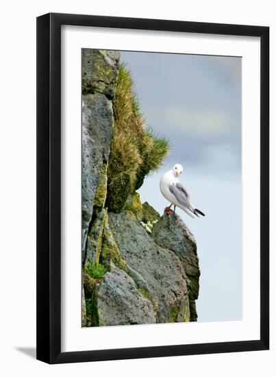 Icelandic Seagull-Howard Ruby-Framed Photographic Print