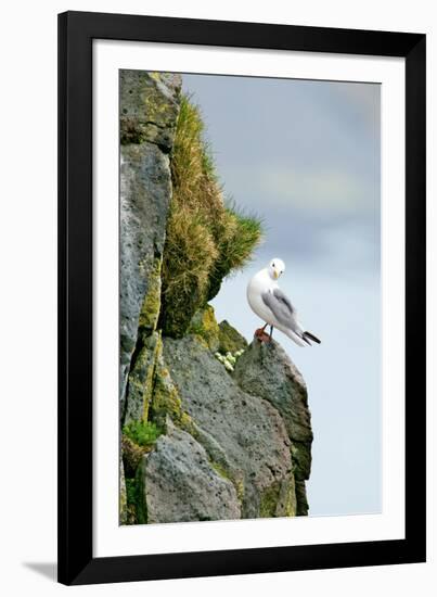 Icelandic Seagull-Howard Ruby-Framed Photographic Print