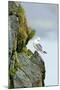 Icelandic Seagull-Howard Ruby-Mounted Photographic Print