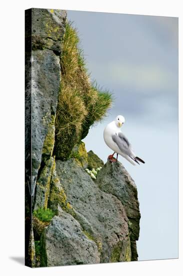 Icelandic Seagull-Howard Ruby-Stretched Canvas