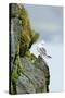 Icelandic Seagull-Howard Ruby-Stretched Canvas