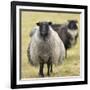 Icelandic sheep, Kirkjufell, Iceland, Polar Regions-John Potter-Framed Photographic Print