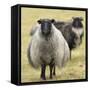 Icelandic sheep, Kirkjufell, Iceland, Polar Regions-John Potter-Framed Stretched Canvas