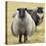Icelandic sheep, Kirkjufell, Iceland, Polar Regions-John Potter-Stretched Canvas