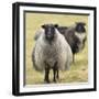 Icelandic sheep, Kirkjufell, Iceland, Polar Regions-John Potter-Framed Photographic Print