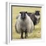 Icelandic sheep, Kirkjufell, Iceland, Polar Regions-John Potter-Framed Photographic Print