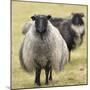 Icelandic sheep, Kirkjufell, Iceland, Polar Regions-John Potter-Mounted Photographic Print