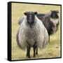 Icelandic sheep, Kirkjufell, Iceland, Polar Regions-John Potter-Framed Stretched Canvas