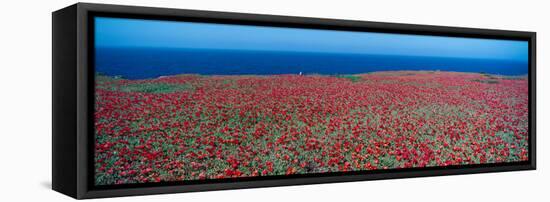 Iceplant and Coreopsis on Anacapa Island, Channel Islands, California-null-Framed Stretched Canvas