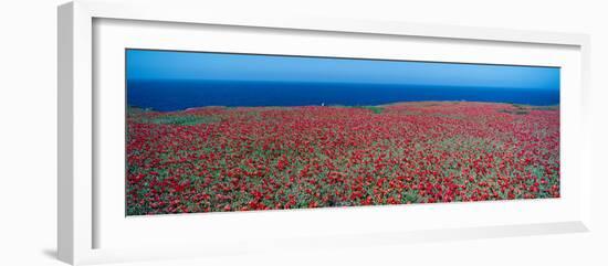 Iceplant and Coreopsis on Anacapa Island, Channel Islands, California-null-Framed Photographic Print