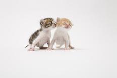 Two Kittens Kissing against White Background-ICHIRO-Photographic Print
