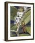 Ichneumon Wasp (Ophion Macrurum), Vespidae-null-Framed Giclee Print