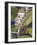 Ichneumon Wasp (Ophion Macrurum), Vespidae-null-Framed Giclee Print