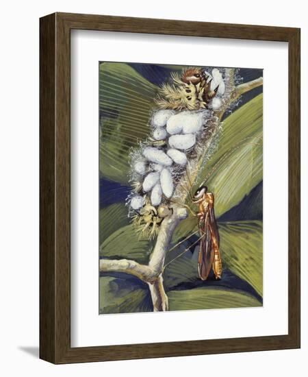 Ichneumon Wasp (Ophion Macrurum), Vespidae-null-Framed Giclee Print