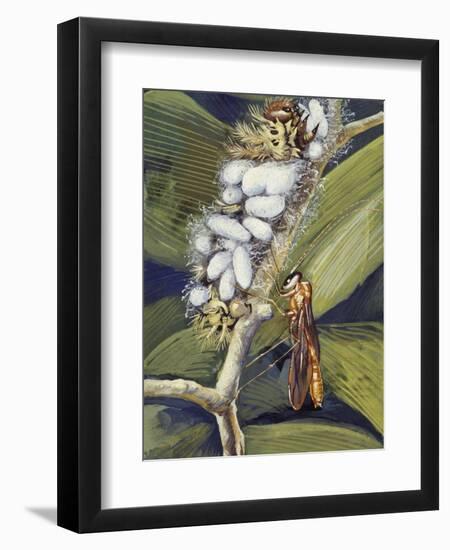 Ichneumon Wasp (Ophion Macrurum), Vespidae-null-Framed Giclee Print