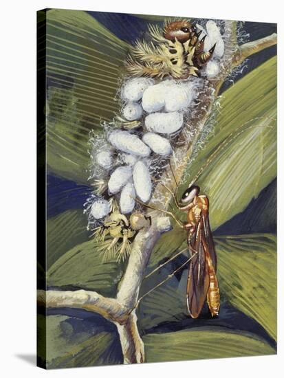 Ichneumon Wasp (Ophion Macrurum), Vespidae-null-Stretched Canvas