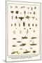 Ichneumon Wasps, Flies, Potter Wasp, Bees, Wood Wasp, Stonefly, Mayfly, Beetles, Jewel Beetle, etc.-Albertus Seba-Mounted Art Print