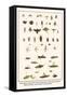 Ichneumon Wasps, Flies, Potter Wasp, Bees, Wood Wasp, Stonefly, Mayfly, Beetles, Jewel Beetle, etc.-Albertus Seba-Framed Stretched Canvas