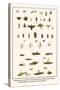 Ichneumon Wasps, Flies, Potter Wasp, Bees, Wood Wasp, Stonefly, Mayfly, Beetles, Jewel Beetle, etc.-Albertus Seba-Stretched Canvas