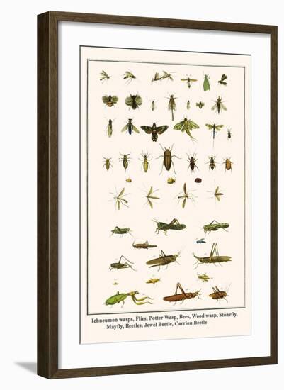 Ichneumon Wasps, Flies, Potter Wasp, Bees, Wood Wasp, Stonefly, Mayfly, Beetles, Jewel Beetle, etc.-Albertus Seba-Framed Art Print