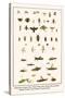 Ichneumon Wasps, Flies, Potter Wasp, Bees, Wood Wasp, Stonefly, Mayfly, Beetles, Jewel Beetle, etc.-Albertus Seba-Stretched Canvas