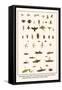 Ichneumon Wasps, Flies, Potter Wasp, Bees, Wood Wasp, Stonefly, Mayfly, Beetles, Jewel Beetle, etc.-Albertus Seba-Framed Stretched Canvas