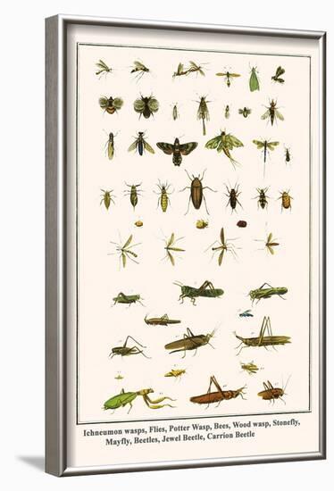 Ichneumon Wasps, Flies, Potter Wasp, Bees, Wood Wasp, Stonefly, Mayfly, Beetles, Jewel Beetle, etc.-Albertus Seba-Framed Art Print