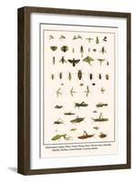 Ichneumon Wasps, Flies, Potter Wasp, Bees, Wood Wasp, Stonefly, Mayfly, Beetles, Jewel Beetle, etc.-Albertus Seba-Framed Art Print